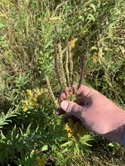 Veronicastrum virginicum