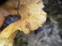 Russula earlei