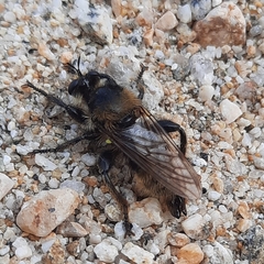 Laphria