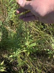 Veronicastrum virginicum