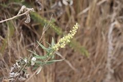 Artemisia douglasiana