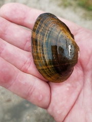 Alasmidonta undulata