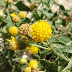 Perityle congesta