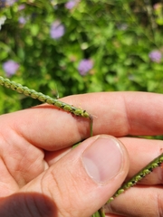 Paspalum laeve