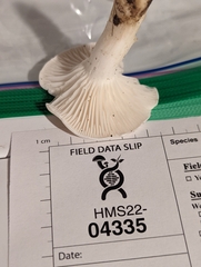 Cuphophyllus angustifolius