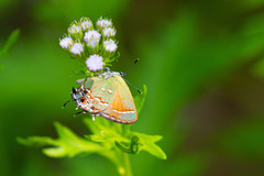 Callophrys gryneus