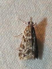 Eudonia heterosalis
