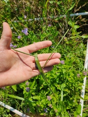 Paspalum laeve