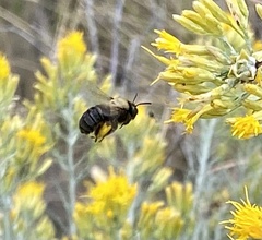 Apinae
