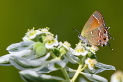 Callophrys gryneus