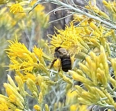 Apinae