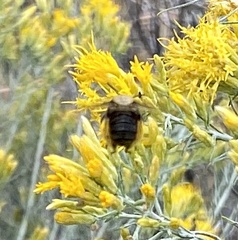 Apinae