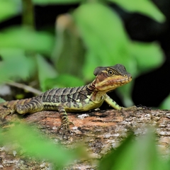 Basiliscus galeritus