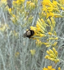 Apinae