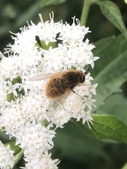 Bombyliidae