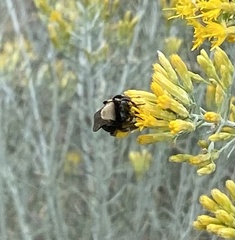 Apinae