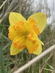 Narcissus