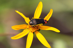 Acmaeodera flavomarginata