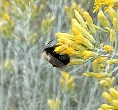 Apinae