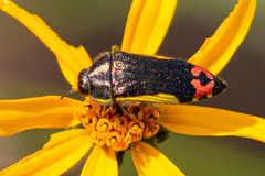 Acmaeodera flavomarginata