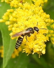 Philanthus solivagus