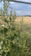 Cyclachaena xanthiifolia