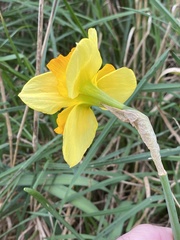 Narcissus