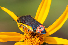 Acmaeodera flavomarginata