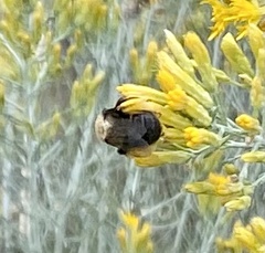 Apinae