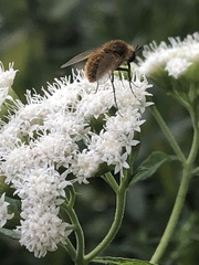 Bombyliidae