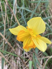 Narcissus