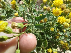 Perityle congesta