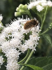 Bombyliidae