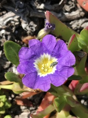 Nolana paradoxa