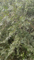 Salix exigua