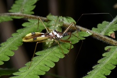 Epidaus famulus