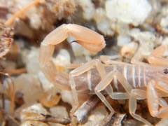 Vaejovidae