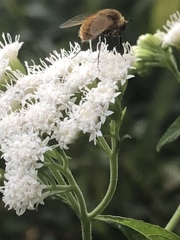 Bombyliidae
