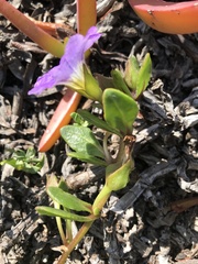 Nolana paradoxa