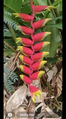 Heliconia rostrata