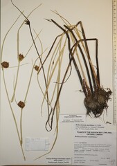 Bolboschoenus maritimus paludosus