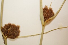 Bolboschoenus maritimus paludosus