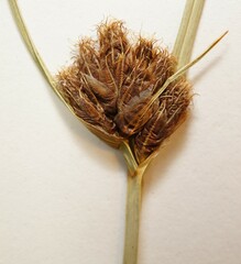 Bolboschoenus maritimus paludosus