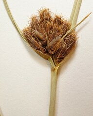 Bolboschoenus maritimus paludosus