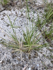 Cynodonteae