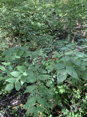 Zanthoxylum americanum