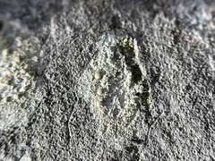 Lecanora hybocarpa
