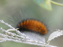 Spilosomina