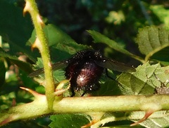 Juriniopsis