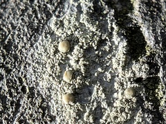 Lecanora hybocarpa